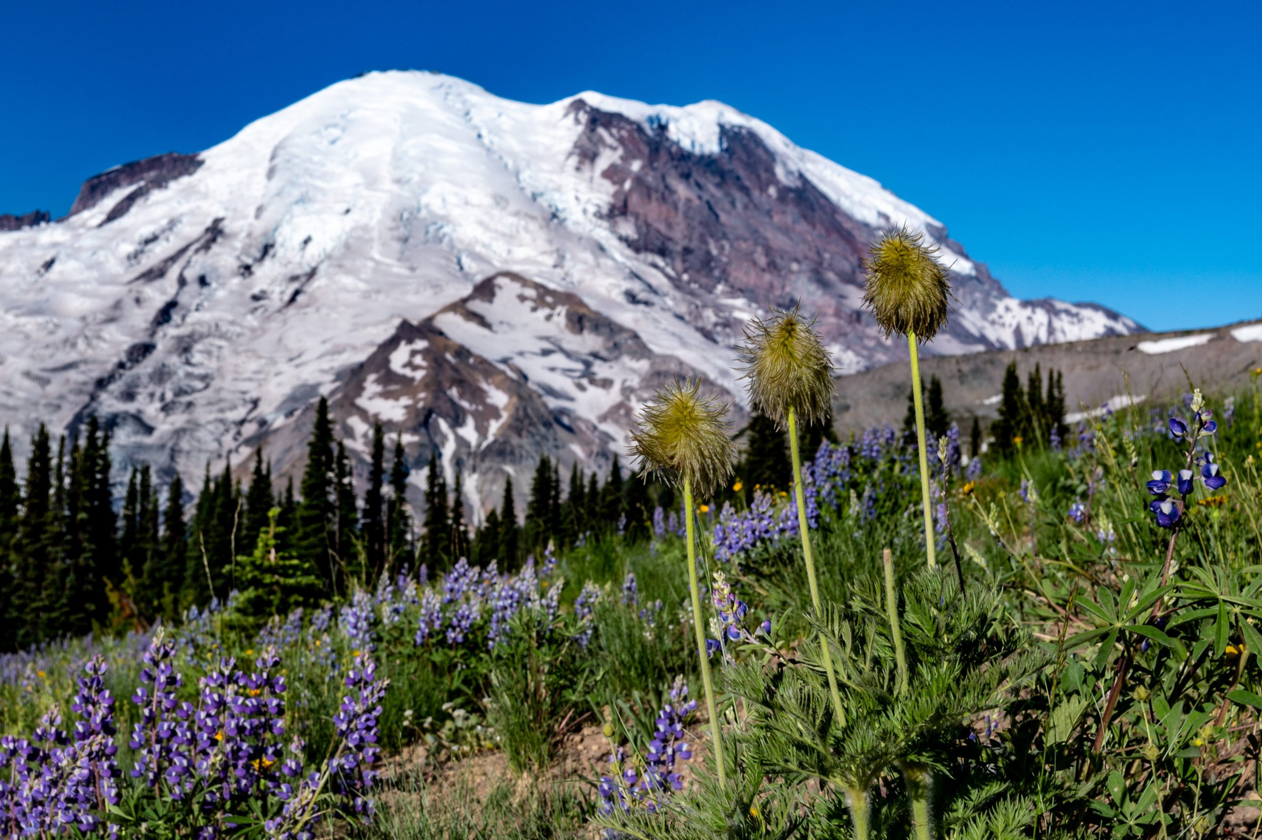 Hike to Mount Rainier’s Dege Peak For 360° Views